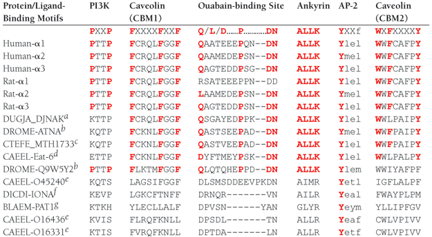 Table 1. Protein/Ligand-Binding Motifs in Na+-K+–ATPase α Subunits