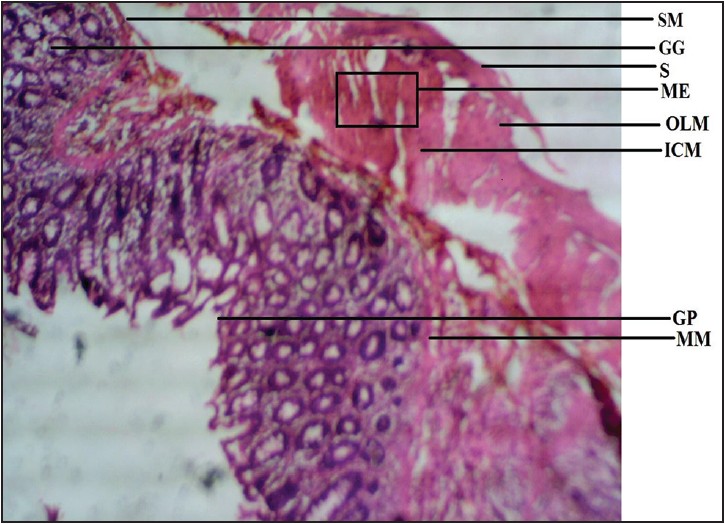 Figure 1: Photomicrograph of rat stomach showing submucosa (SM), gastric gland (GG), serosa (S), muscularis externa (ME), outer longitudinal muscle (OLM), inner circular muscle (ICM), gastric pit (GP), and muscularis mucosae (MM). Stained with H&E (40×)