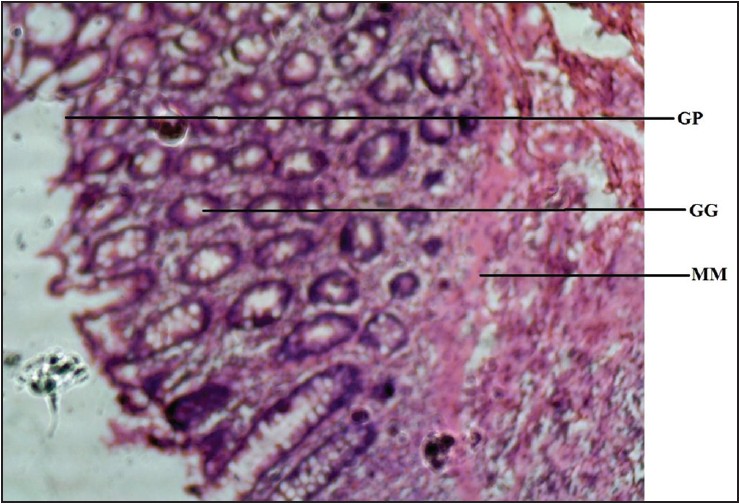 Figure 2: Photomicrograph of rat stomach showing gastric gland (GG), gastric pit (GP), and muscularis mucosae (MM). Stained with H&E (100×)