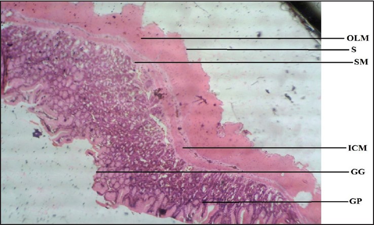 Figure 3: Photomicrograph of agama lizard stomach showing gastric gland (GG), gastric pit (GP), submucosa (SM), inner circular muscle (ICM), outer longitudinal muscle (OLM), and serosa (S). Stained with H&E (40×)