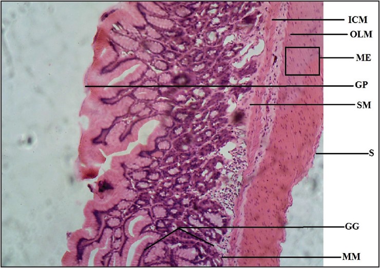Figure 4: Photomicrograph of agama lizard stomach showing gastric gland (GG), gastric pit (GP), muscularis mucosae (MM), submucosa (SM), muscularis externa (ME), inner circular muscle (ICM), outer longitudinal muscle (OLM), and serosa (S). Stained with H&E (100×)