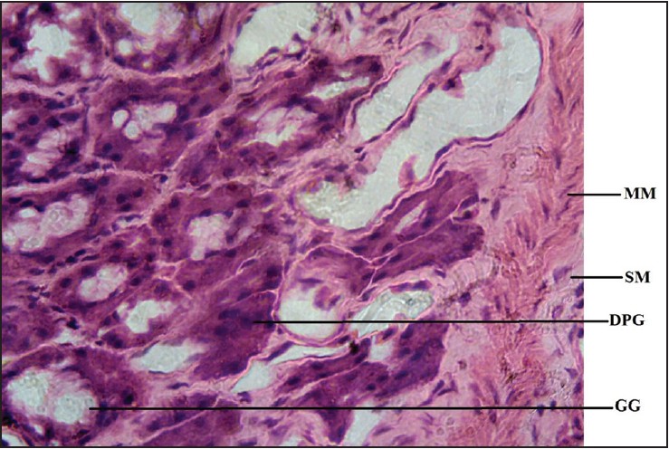 Figure 5: Photomicrocraph of agama lizard stomach showing gastric gland (GG), muscularis mucosae (MM), submucosa (SM), and dark pigmented granule (DPG). Stained with H&E (400×)