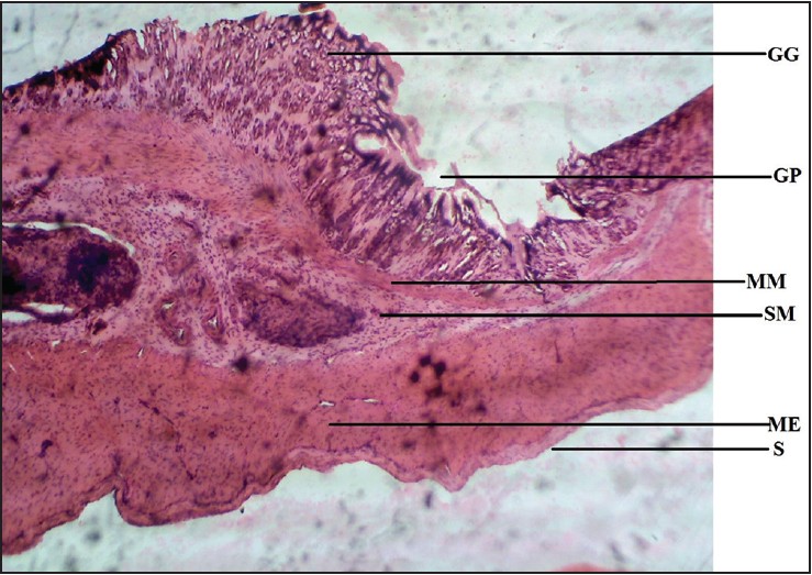 Figure 6: Photomicrograph of cane toad stomach showing gastric gland (GG), gastric pit (GP), muscularis mucosae (MM), submucosa (SM), muscularis externa (ME), and serosa (S). Stained with H&E (40×)