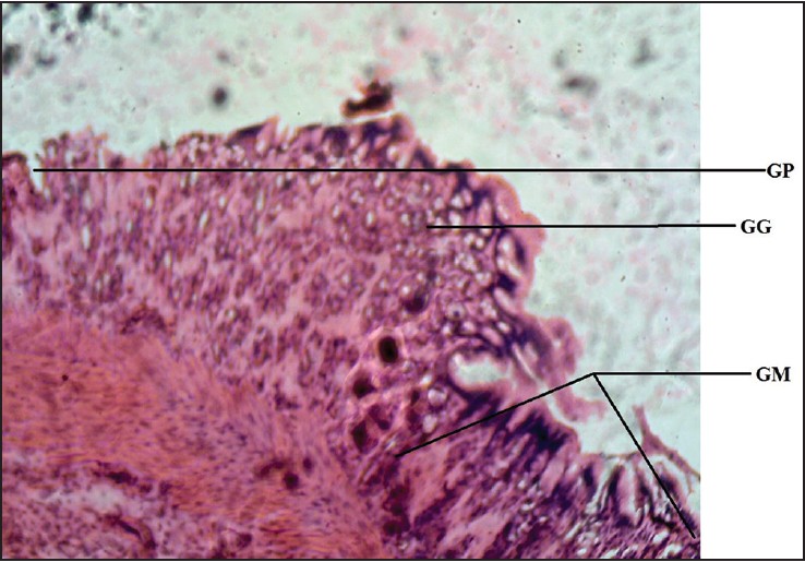 Figure 7: Photomicrograph of cane toad stomach showing gastric gland (GG), gastric pit (GP), and gastric mucosa (GM). Stained with H&E (100×)