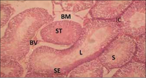 Figure 1: Cross-section of the testis of group for the control group (for 3 weeks) Stain: Hematoxylin and eosin, Magnification: ×200, BV = Blood vessel, ST = Seminiferous tubules, IC = Interstitial cells, S = Spermatozoa, L = Lumen, SE = Spermatogenic epithelium, BM = Basement membrane