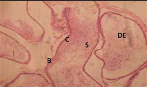 Figure 5: Cross section of the epididymis of the control group (for 3 weeks) Stain: Hematoxylin and Eosin, Magnification: ×200. S = Spermatozoa, B = Basal cells, C = Columnar cells, DE = Duct of the epididymis