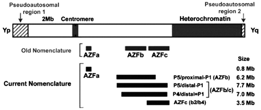 Figure 1: Map of the Y chromosome (Yq) AZF region