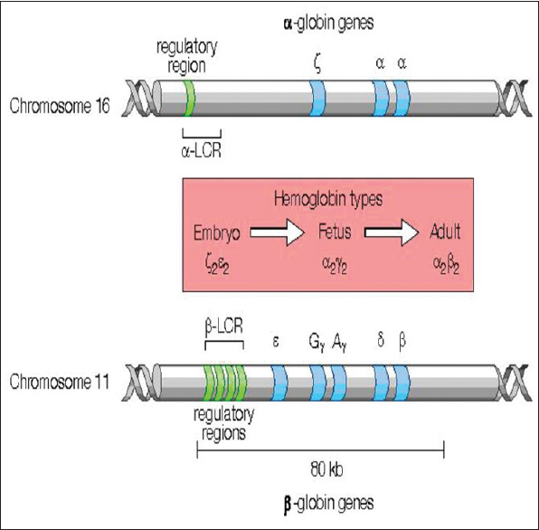 Figure 2: Globin gene clusters