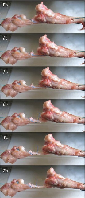 Figure 4: Time lapsed images of the tendon failure