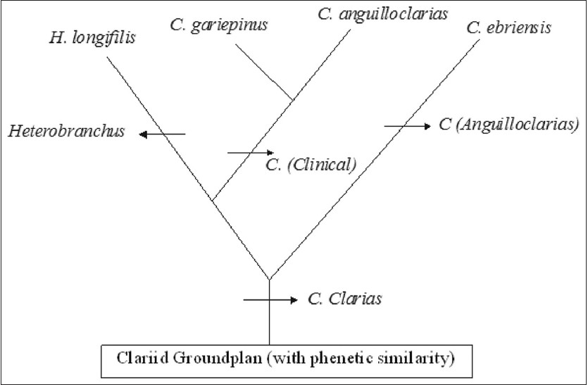 Figure 3: Hypothesis on the phonetic relationships among members of the subgenera Clarias (<i>Clarias</i>), Clarias (<i>Anguilloclarias</i>) and <i>Heterobranchus</i>)