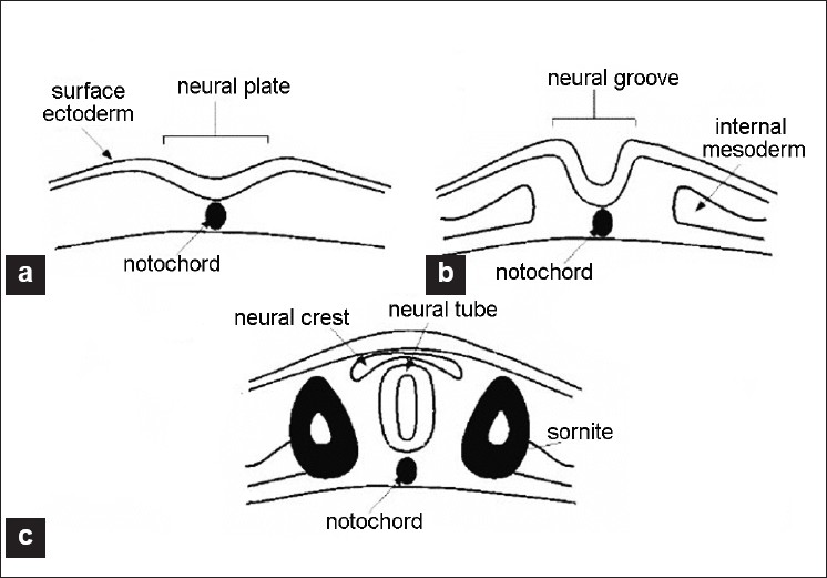 Figure 1: Scheme of the embryo's transverse cross sections during neurulation process. A = neural plate stage, B = neural groove stage, C = neural tube stage from (12).