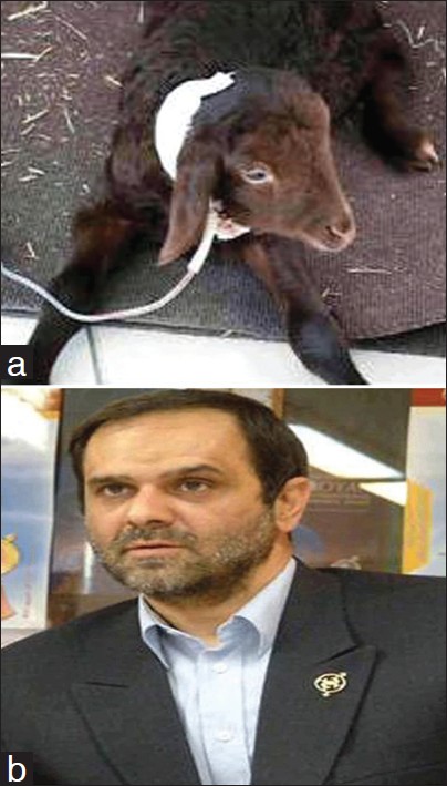 Figure 3: (a) Photograph of the first cloned sheep (Royana) born on September 30, 2006 in Iran. (b) Picture of Saeed Kazemi-Kashani, MD, pioneer of cloning in our country