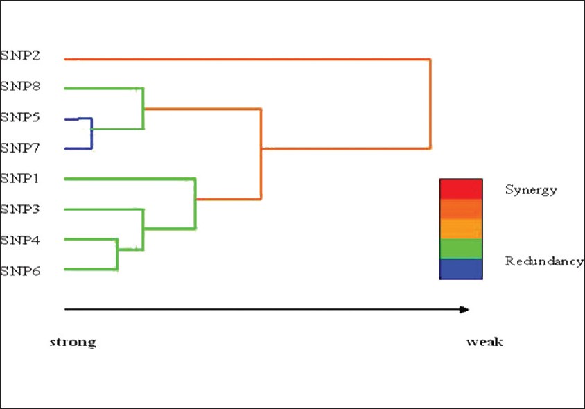 Figure 2: The dendrogram demonstrates the nature of the interactions between SNPs. The colors used in the dendrogram comprise of a spectrum of colors representing a continuum from synergy to redundancy. Red denotes a high degree of interaction, orange denotes a lesser degree of interaction, and green denotes a weak interaction. Blue lines indicate no interaction or redundancy