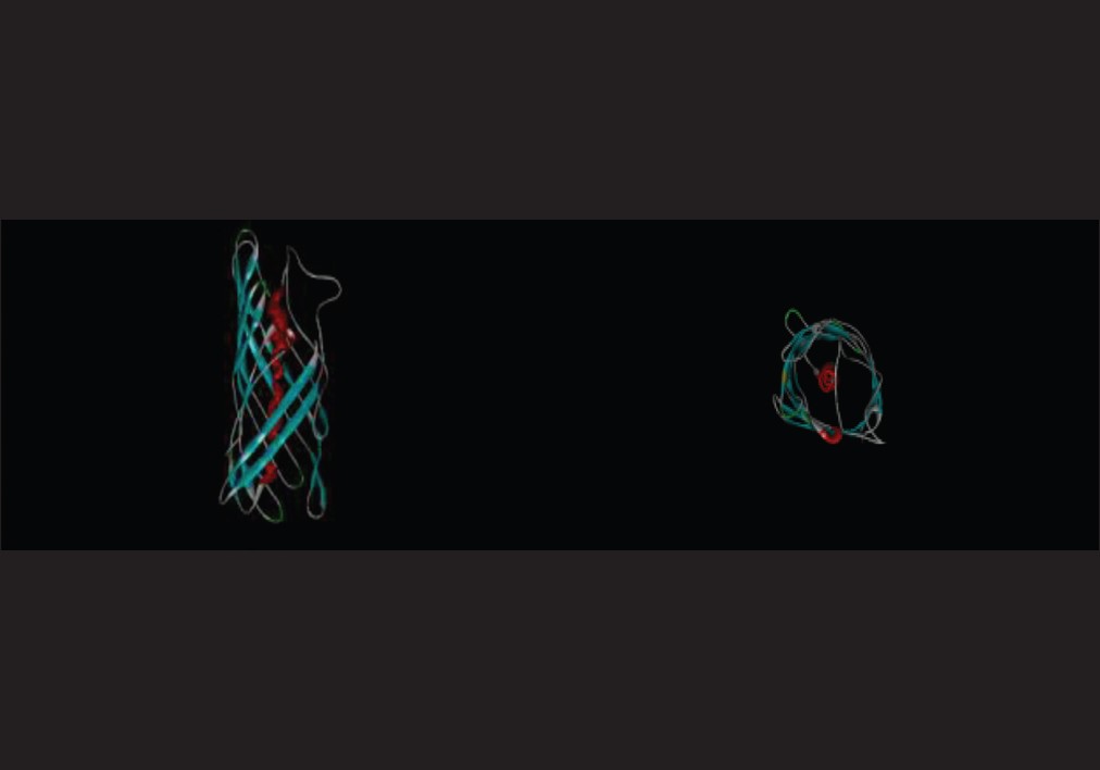 Figure 8: Tertiary structure prediction of OipA by CPH model server and shown with Discovery Studio Visualizer