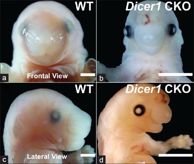Figure 1: <i>Pax2-Cre</i>-mediated deletion of <i>Dicer1</i> results in craniofacial abnormalities and secondary palatal cleft. a, c. Frontal and lateral views of WT mice. b, d. Frontal and lateral views of <i>Dicer</i> CKO mouse. Bar = 2mm