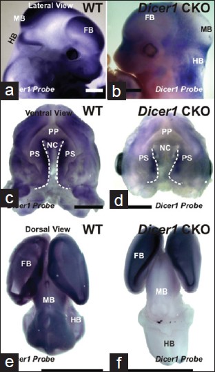 Figure 3: <i>In situ</i> hybridization with <i>Dicer1</i> probe at E12.5. a-b. Head. c-d. Palate. e-f. Brain. HB: hindbrain; MB: midbrain; FB: forebrain; PP: primary palate; PS: palatal shelves; NC: nasal cavity. Bar = 50 μm (a-d); 2 mm (e-f). Palatal rim delineated