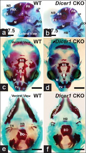 Figure 5: <i>Dicer1</i> CKO cranioskeletal staining. NB: nasal bone; PX: premaxilla; MX: maxilla; F: frontal; PA: parietal; Z: zygoma; T: temporal; TR: tympanic ring; M: mandible; IP: intraparietal; EO: exoccipital; V: vomer; P: palatine; PS: presphenoid; BS: basiphenoid; HB: hyoid. Bar = 2 mm