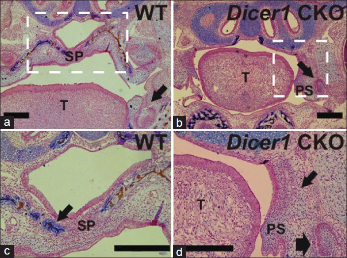 Figure 6: Von Kossa staining showing absence of mineralization in coronal sections of <i>Dicer1</i> CKO palatal region at E17.5. a. WT. b. <i>Dicer1</i> CKO. Boxed region is magnified in (c, d). T: tongue; PS: lateral palatal shelves; SP: secondary palate. Bar = 500 μm