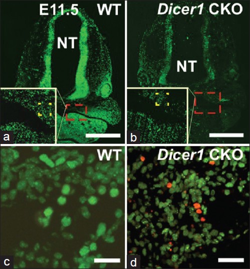 Figure 7: EdU (green) and ApopTag (red) staining in coronal sections of E11.5 <i>Dicer1</i> CKO. a, c. WT. b, d. <i>Dicer1</i> CKO. High magnification of dotted boxes shown in white inset box. NT: neural tube. Bar = 500 μm (a, b); 20μm (C, D)