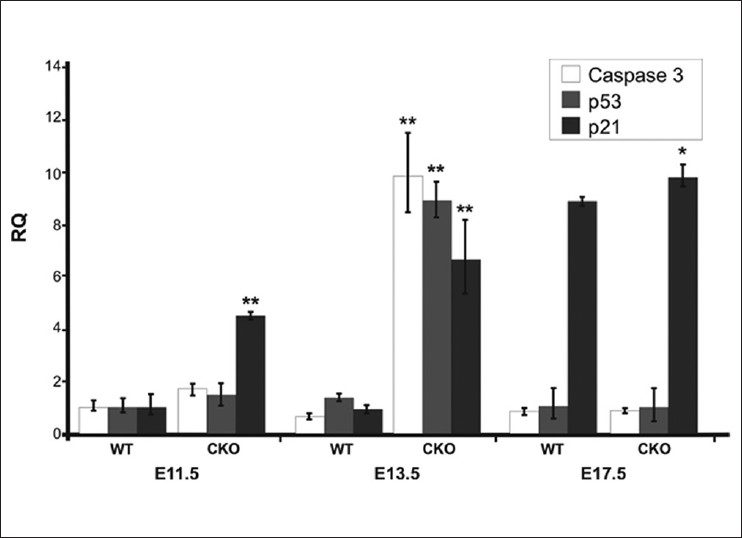 Figure 9: Comparative RT Q-PCR analysis of apoptotic (<i>Caspase 3</i> and <i>p53</i>) and quiescence (<i>p21</i>) markers in palatal tissue during development. The SDs were within 1% of the mean. <i>*P <</i> 0.01; <i>**P <</i> 0.001. Exact <i>P</i> values are provided within the results section