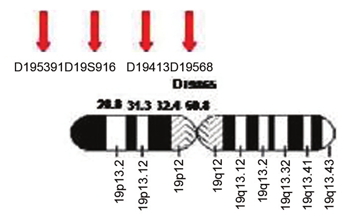 Figure 3: Location of 5 markers on chromosome 19 with their Marshfield regions