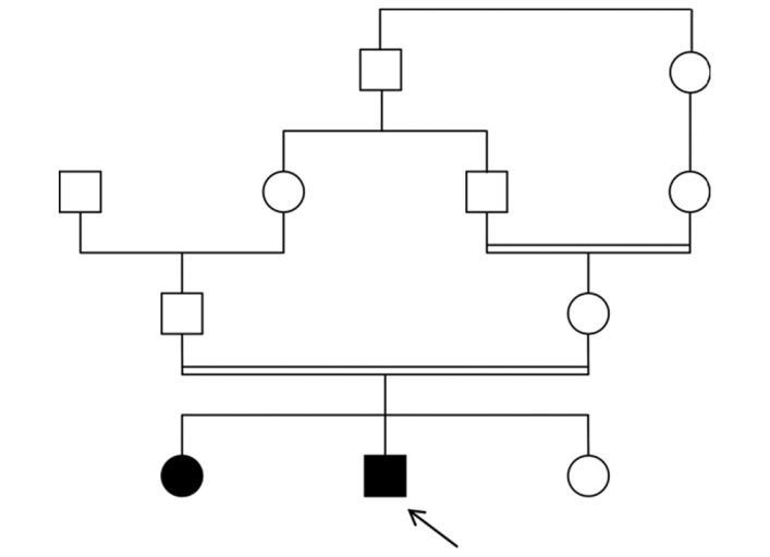 Figure 1: Pedigree of case 1's family