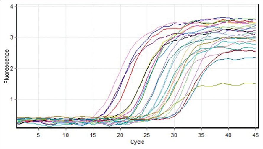 Figure 1: Gene amplification curves for multiple sclerosis cytochrome c oxidase 5B with real-time polymerase chain reaction