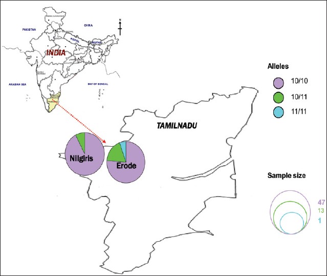 Figure 4: Distribution of genotypic frequency of the CAG repeats of POLG gene in infertile men of Erode and Nilgiri districts of Tamil Nadu