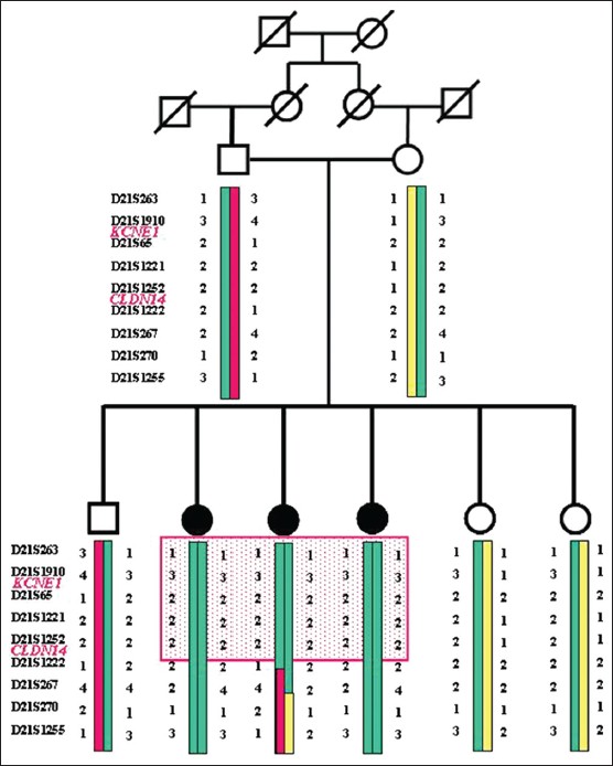 Figure 1: Pedigree and haplotypes of the SF7 family