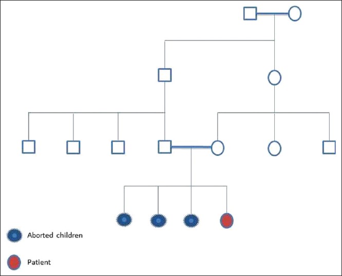 Figure 1: Pedigree chart of the patient showing single ancestor