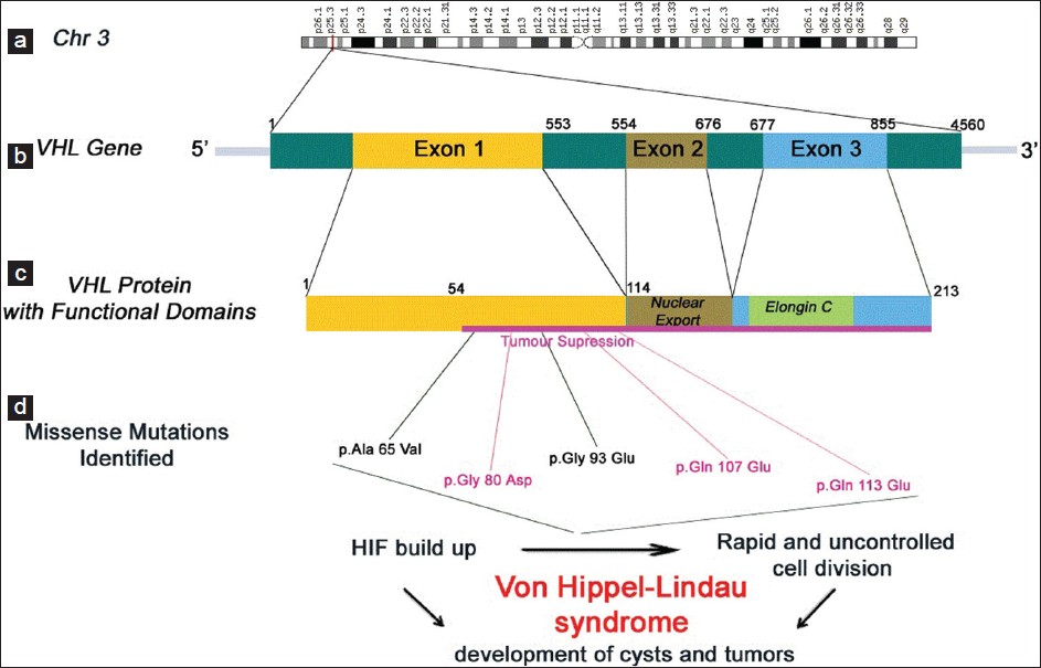 Figure 1: Von Hippel-Lindau (VHL) gene and protein structure. (a) The VHL gene on the short arm of the 3<sup>rd</sup> chromosome (3p26-p25), the VHL gene is located from base pair 10,183,318 to base pair 10,195,353 on chromosome 3. (b) The VHL gene comprises three exons. Nucleotide number is indicated above the gene structure. (c) The VHL protein structure with Functional domains. Codon number is indicated above the protein structure. (d) The five residues subjected for missense mutations are p.Ala 65 Val, p.Gly 80 Asp, p.Gly 93 Glu, p.Gln 107 Glu, p.Gln 113 Glu
