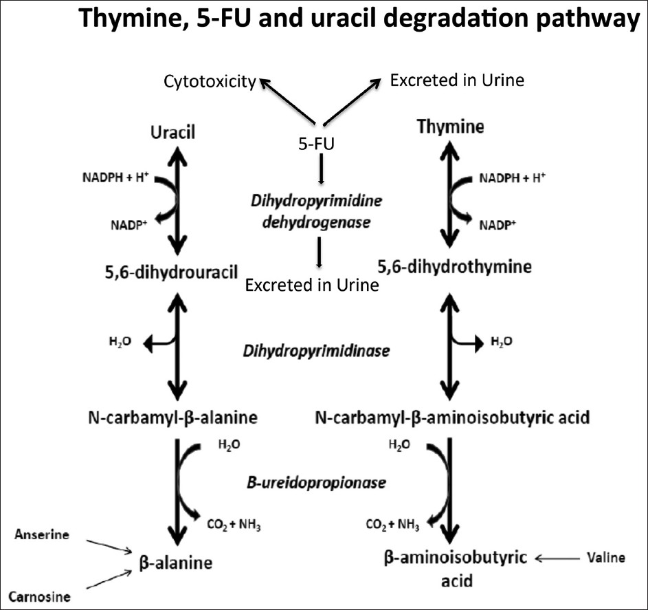 Figure 1: Degradation pathway