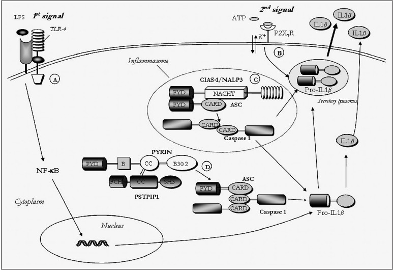 Figure 1: Pathway showing formation of inflammosome
