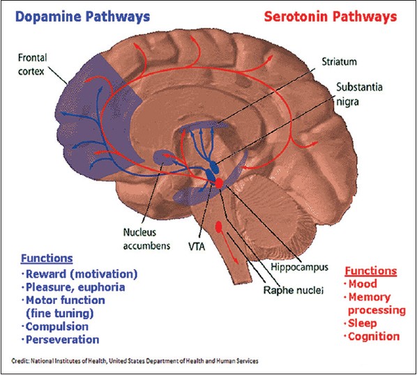 Figure 2: Diagram depicting the dopamine (blue) and serotonin pathways (red) in the brain along with the respective functions of each