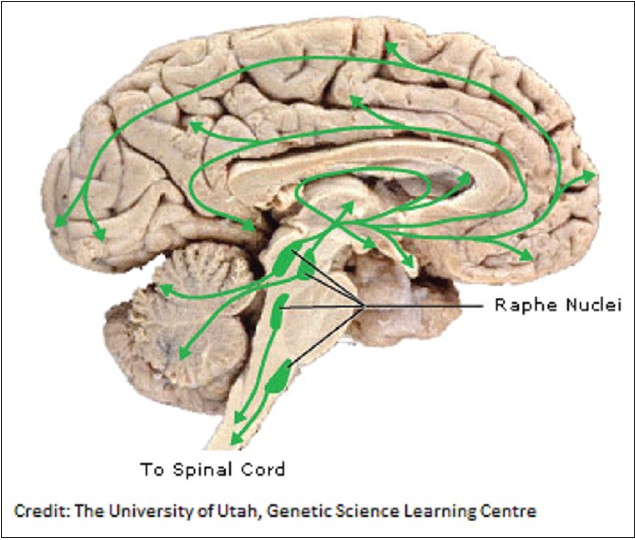 Figure 3: Diagram depicting the various regions of the brain under the influence of serotonin