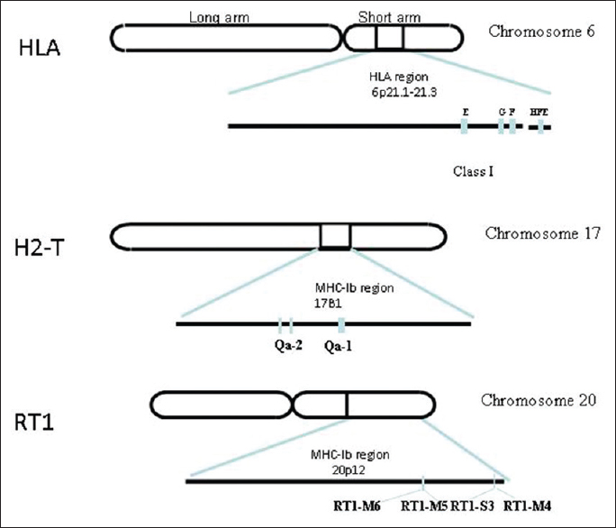 Figure 1: Schematic representation of nonclassical major histocompatibility complex (MHC) class I genes of human, mouse and rat: Nonclassical MHC class I genes found in human, mouse, rat in chromosome 6, 17 and 20 respectively. The nonclassical MHC-I genes of human leukocyte antigen (HLA-E,-F,-G,-H.) are found in locus p21.1, mouse (Qa-1, Qa-2) are found in B1 region, rat (RT1-M4,-M5,-M6,-S3) are found in region 20p12 of chromosome 20