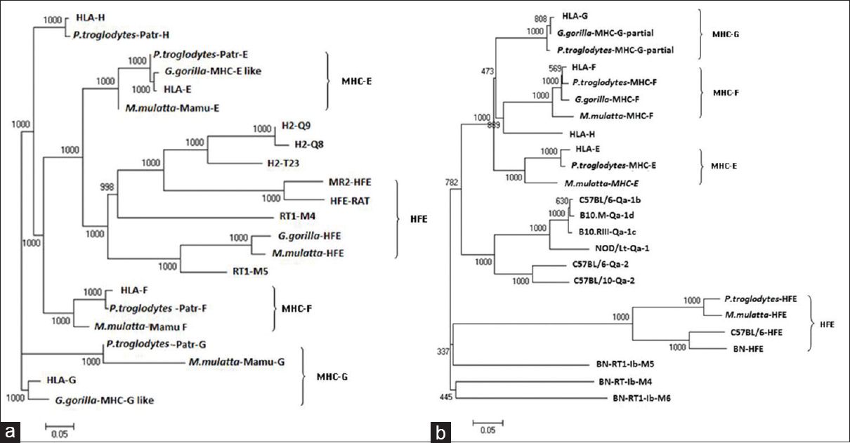 Figure 2: Phylogenetic analysis of some of the sequences of genes and proteins of nonclassical major histocompatibility complex -I(MHC-I) of the human leukocyte antigen-I (HLA-I), nonhuman primates, rat (RT1) and mouse (Qa) with respective mouse and rat strains. Nonclassical MHC-I molecules showed that these are clustered according to types of non-classical MHC-I molecules. Phylogentic tree is constructed by Unweighted Pair Group Method with Arithmetic Mean method as implemented by Clustal w (DDBJ), Bootstra <i>P</i> value (1000 replicates) are indicated. (a) Nucleotide sequences of the genes included are: HLA-E (Gene ID: 3133):, HLA-G (GENE ID:3135), HLA-F (GENE ID:3134):, HLA-H (GENE ID:3136), H-Q9 (C57BL/6, GENE ID: 110558), H2-Q8 (C57BL/10, GENE ID: 15019), H2-T23 (C57BL/6,GENE ID: 15040), MR2-HFE (C57BL/6, GENE ID: 15216), RT1-M5 (BN, GENE ID:499400), RT1-M4 (BN, GENE ID: 309584), HFE (BN, GENE ID: 29199), Mamu-E (<i>Macaca mulatta,</i> GENE ID: 711532), Mamu-F (<i>M. mulatta,</i> GENE ID: 709076), Mamu-G (<i>M. mulatta,</i> GENE ID<i>:</i> 697260), HFE (<i>M. mulatta,</i> GENE ID<i>:</i> 696129), Patr-F (<i>Pan troglodytes,</i> GENE ID<i>:</i> 100169977<i>)</i>, Patr-E (<i>P. troglodytes,</i> GENE ID<i>:</i> 462540<i>),</i> Patr-G (<i>P. troglodytes,</i> GENE ID: 494187), Patr-H(<i>P. troglodytes,</i> GENE ID: 741554) MHC-G-like (<i>Gorilla gorilla</i> GENE ID: 101143843), MHC-E-like (<i>G. gorilla</i> GENE ID: 101153360), HFE (<i>G. gorilla</i> GENE ID: 101126285). (b) Protein sequence from Genbank included in the analyses have the following accession numbers: HLA-E: BAB63328, HLA-G: BAB63336.1, HLA-F: ABD38924, HLA-H: P01893, Qa-2 (C57BL/6): AAX98170, Qa-2 (C57BL/10): AAB41657, Qa-1b (C57BL/6): NP_034528, Qa-1 (NOD/Lt mice): AAD53968, Qa-1c (B10.RIII): AAD12244.1, Qa-1d (B10.M): AAD31381, HFE (C57BL/6): NP_034554, RT1-M6(BN): NP_001008852, RT1-M4(BN): NP_001161815, RT1-M5(BN): NP_001161825, HFE(BN): NP_445753, MHC-G-partial (<i>G. gorilla</i>): AAL40082, MHC-F (<i>G. gorilla</i>): AAQ13398, Patr-E (<i>P. troglodytes</i>): NP_001038963, MHC-G-partial (<i>P. troglodytes</i>): AAK08128, MHC-F (<i>P. troglodytes</i>): AAQ13481, HFE (<i>P. troglodytes</i>): NP_001009101, MHC-E (<i>M. mulatta</i>): NP_001108438, MHC-F (<i>M. mulatta</i>): ABD38925, HFE (<i>M. mulatta</i>): NP_001247505