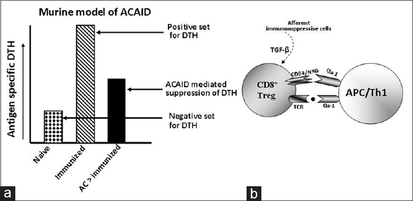 Figure 3: Qa-1-CD94/NKG2A dependent suppression of delayed type hypersensitivity (DTH) response in anterior chamber associated immune deviation (ACAID) model in mice. ACAID associated suppression of antigen specific DTH is observed in CD94/NKG2A expressing mouse strain, but not in CD94/NKG2A deficient DBA/2J mice. <sup>[79]</sup> (a) Schematic representation of ACAID model, which illustrate ACAID mediated suppression of antigen mediated DTH in mice. (b) Suggested role of CD94/NKG2A-Qa-1 system for CD8 <sup>+</sup> immunosuppressive Tregs in ACAID <sup>[79]</sup> , where transforming growth factor beta may influence the generation of CD8 <sup>+</sup> Tregs <sup>[104],[105],[106],[107]</sup>