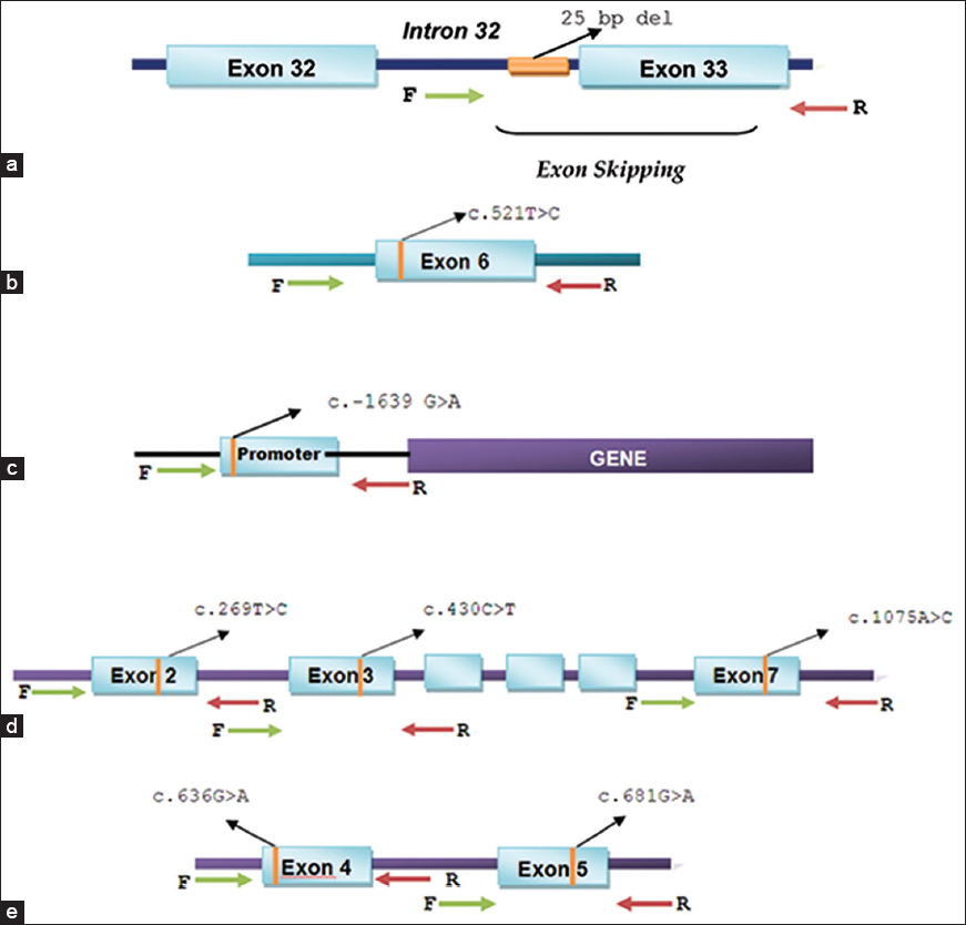 Figure 1: Schematic representation of the strategy used to selectively amplify genetic regions harboring polymorphisms for sequencing. (a) <i>MYBPC3</i> - rs36212066 (25 bp deletion, intron 32),b) <i>SLCO1B1</i> - rs4149056 (c. 521T > C, exon 6),c) <i>VKORC</i>1 - rs9923231 (c.−1639 G > A, promoter)d) <i>CYP2C9</i> alleles, - <i>CYP2C9</i>*13 - rs72558187 (c. 269T > C, exon 2), <i>CYP2C9*</i>2-rs28371674 (c. 430C > T, exon 3) and <i>CYP2C9*</i>3 rs1057910 (c. 1075A > C, exon 7), (e) <i>CYP2C19</i> alleles, - <i>CYP2C19*</i>3 rs4986893 (c. 636G > A, exon 4) and <i>CYP2C19*</i>2 rs4244285 (c. 681G > A, exon 5)