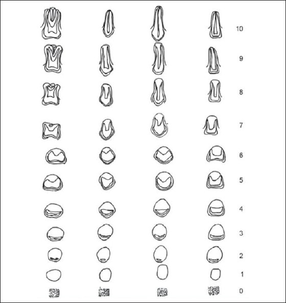Figure 3: Nolla's developmental stages of permanent teeth