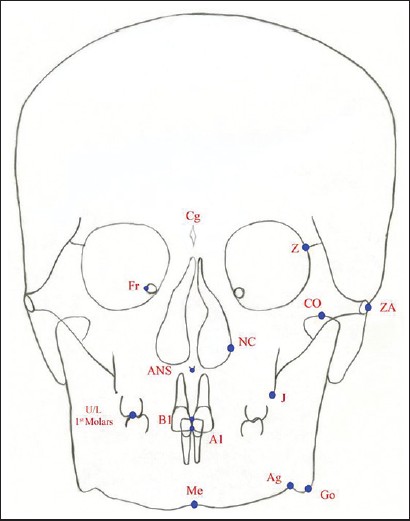 Figure 2: Anatomic Landmarks. Cg: Crista Galli, Z: Zygomatico-frontal suture, ZA: Zygomatic arch, CO: Condylion, ANS: Anterior nasal spine, NC: Nasal cavity at widest point, J: Jugal process, Go: Gonion, Ag: Antegonial notch, Me: Menton, A1: Upper central incisor edge, B1: Lower central incisor edge, U/L 1st Molars: Upper and lower 1st Molars, Fr: Foramen rotundum