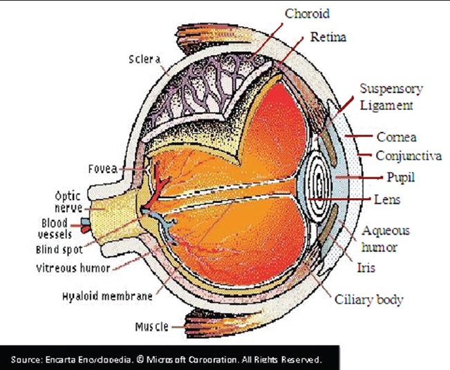 Figure 1: Structure of the eye as adopted from Encarta Encyclopaedia