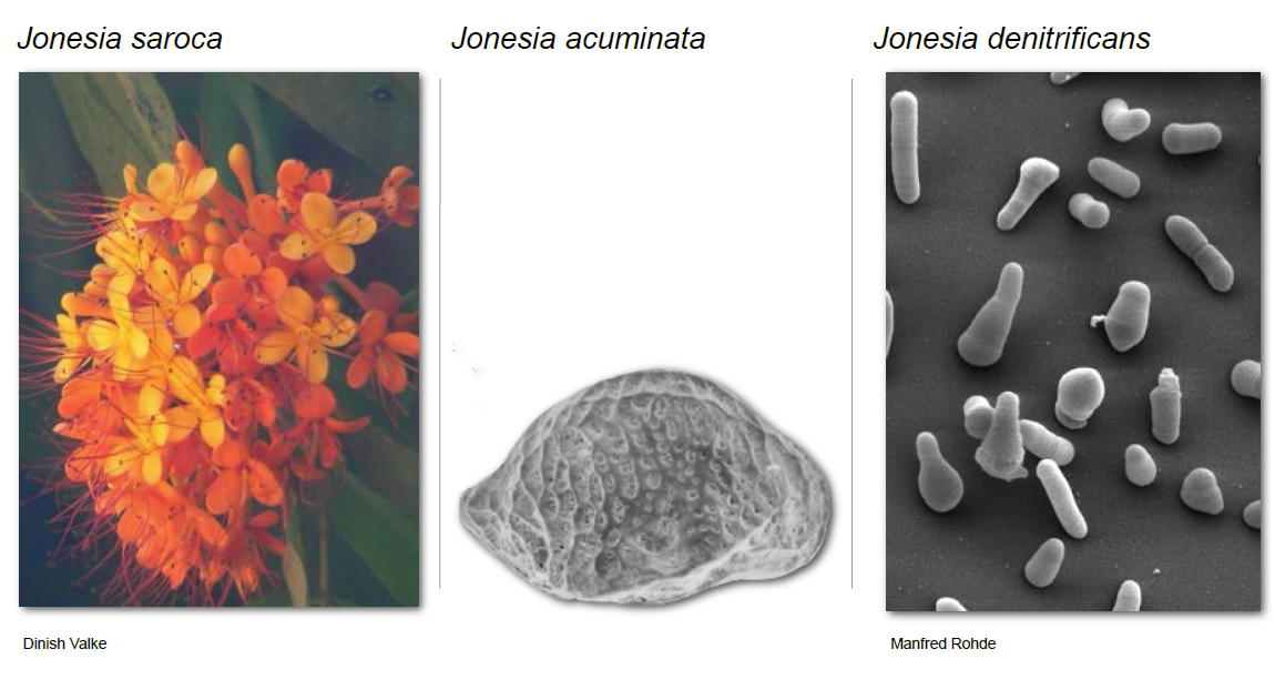 Biological nomenclature provides excellent examples of how names attached to entities can be misleading.